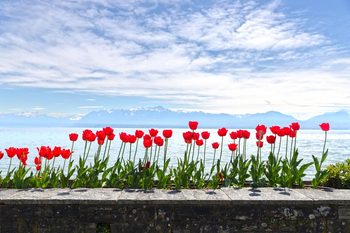 La Fête de la Tulipe à Morges tout autour de l'Hôtel Mont-Blanc au Lac, face au vieux port.