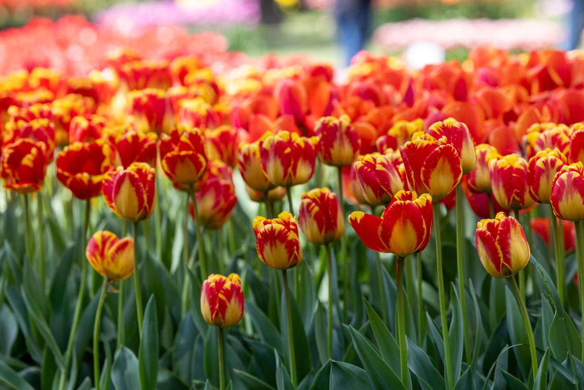 La Fête de la Tulipe Morges 2026 Hôtel au bord du lac à Morges - Hôtel Mont-Blanc au Lac